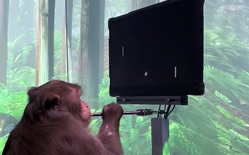 neuralink monkey game video Elon musk’s neuralink releases video of monkey playing games with his mind