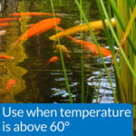 api pond fish food Food fish api pond discountpond care